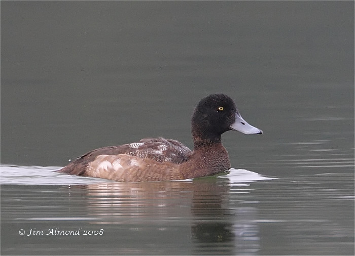 Scaup juvenile male Colemere IMG_9508_filtered